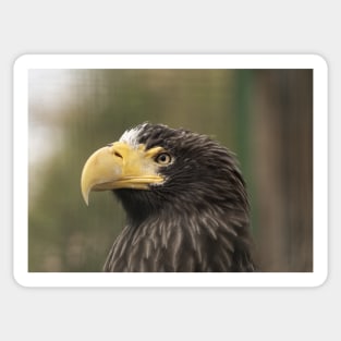 Stellers Sea Eagle Sticker